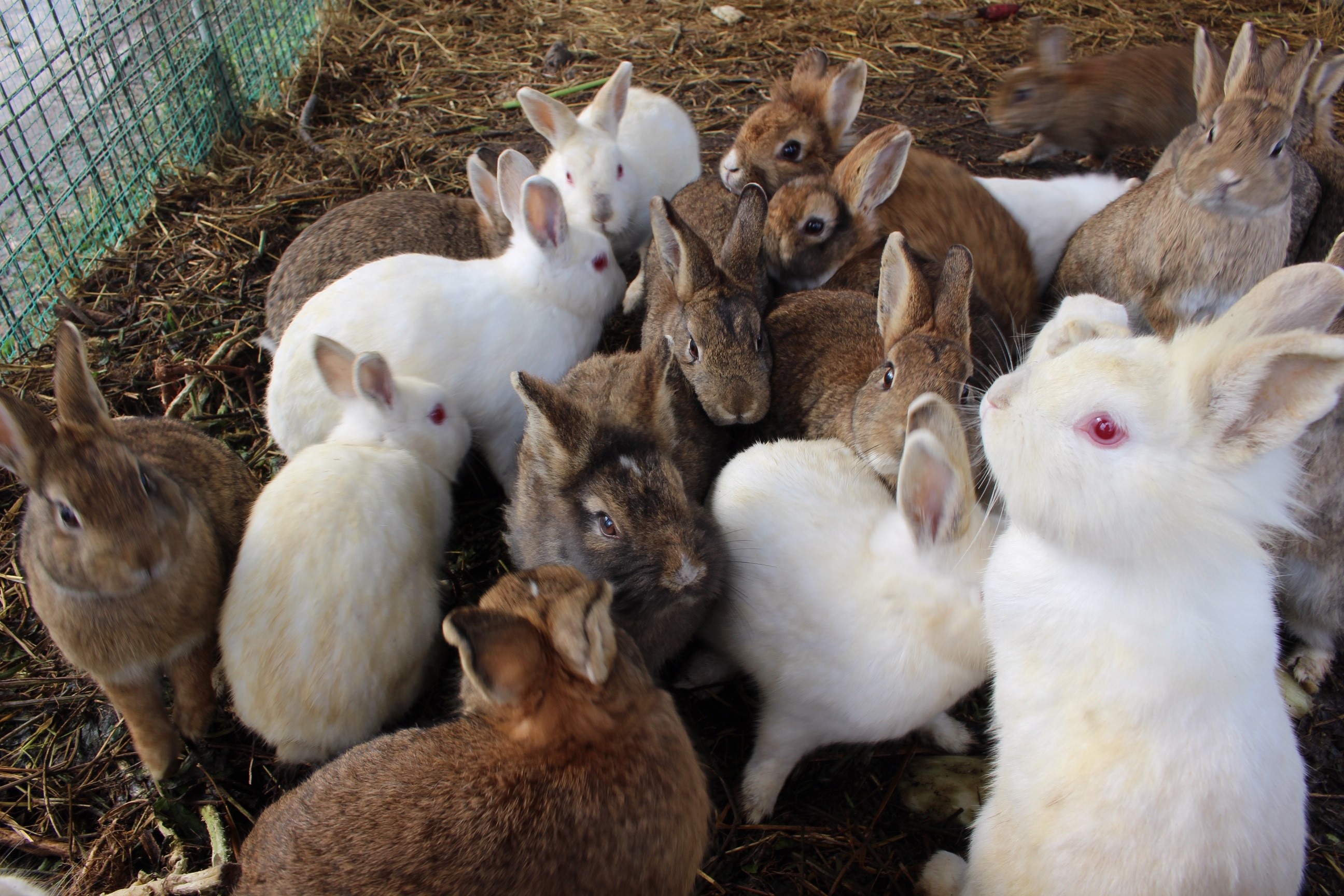 ���q�l�ɑ�l�C�̂������I�a��������ƏW�܂��Ă��܂��I