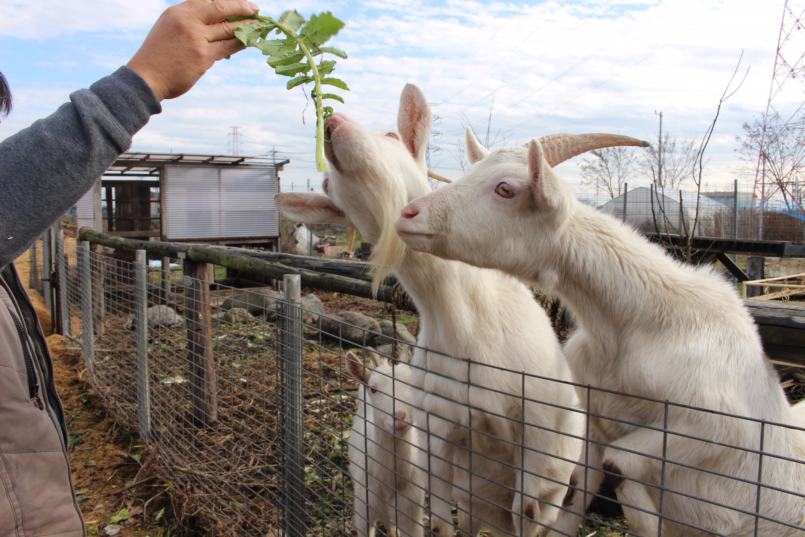 �����ɂ͂€�A�������A�����A��񂿂��Ȃǂ̗l�X�ȓ��������܂��I