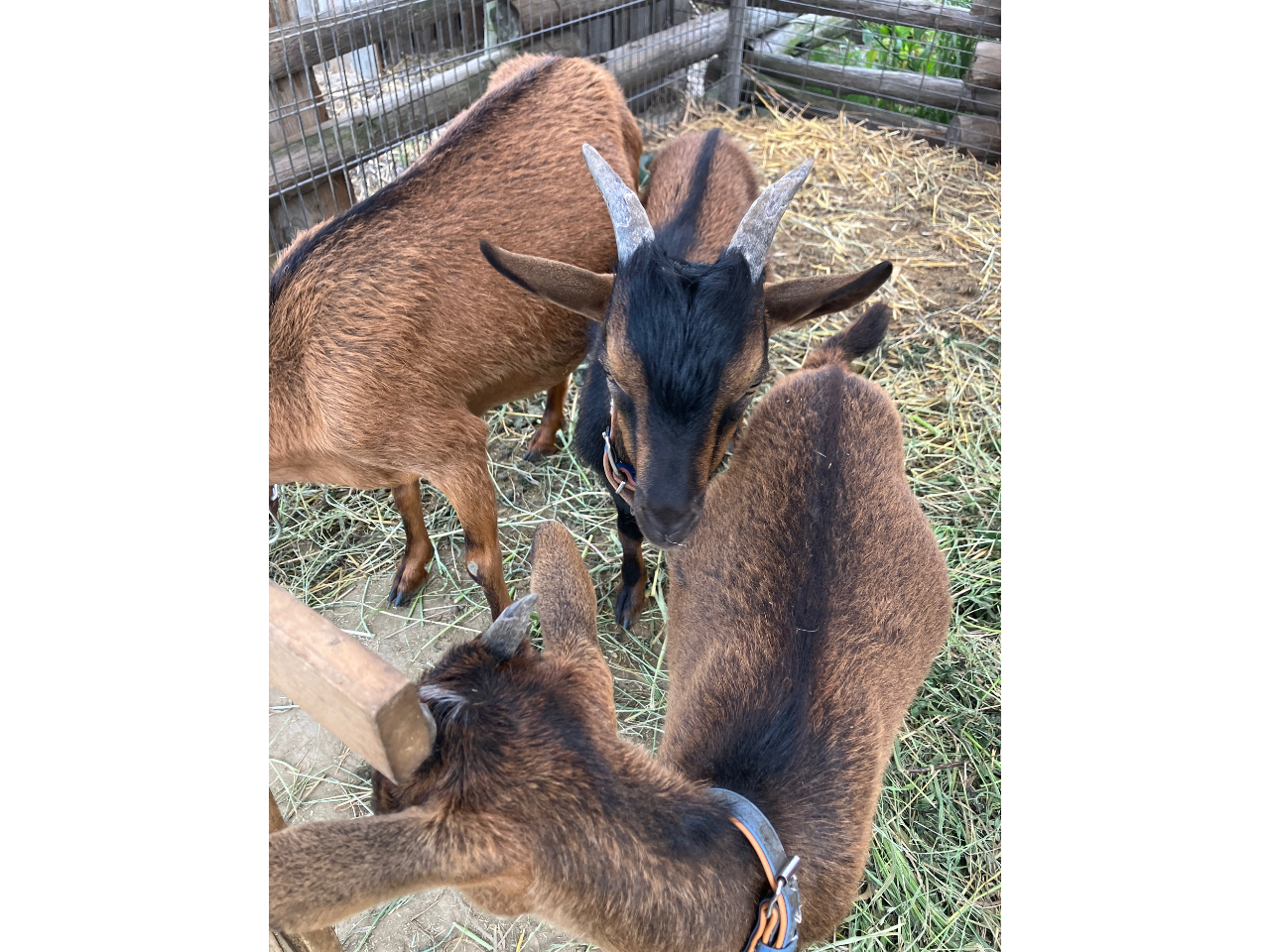 ヤギさんもいます。