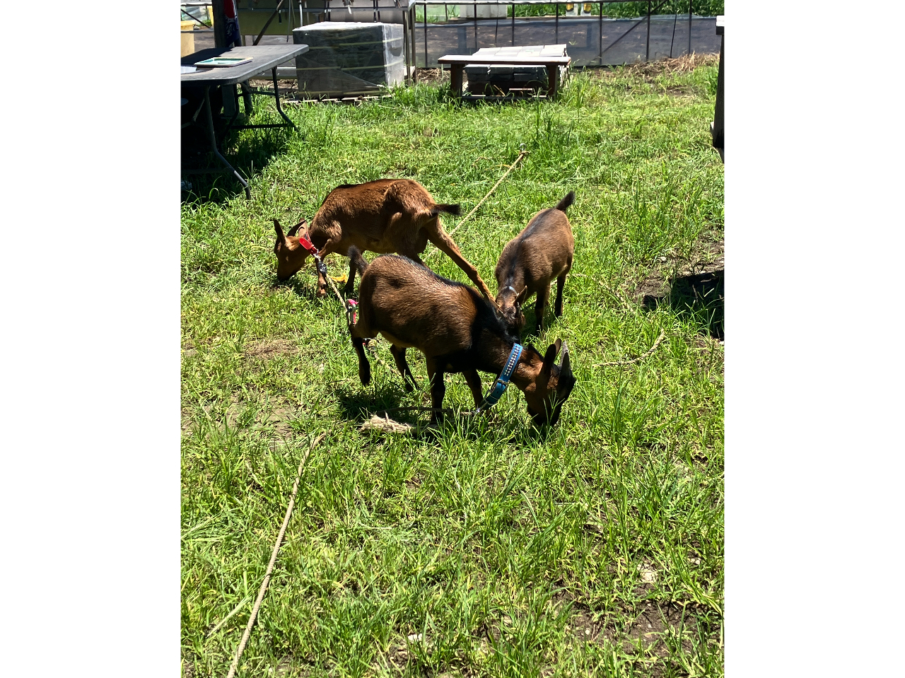 ヤギさんは5頭います