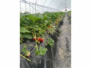 ハウス内は土の通路です!