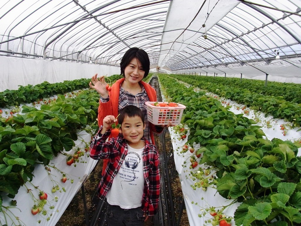 薩摩川内【いちごの摘み取り体験】最大4種（さつまおとめ・おいCベリー・ぴかいちご...