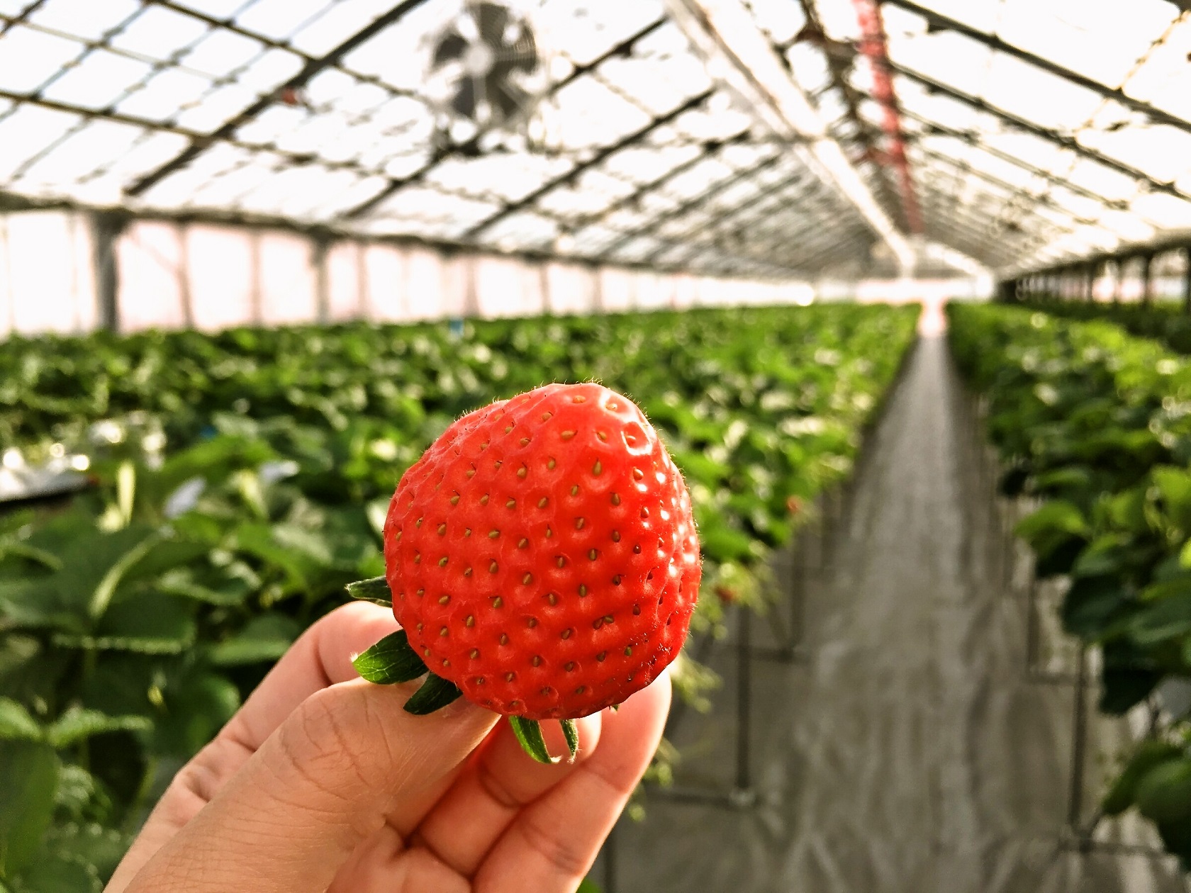 �������ȃC�`�S����H�ׂĂ��������I