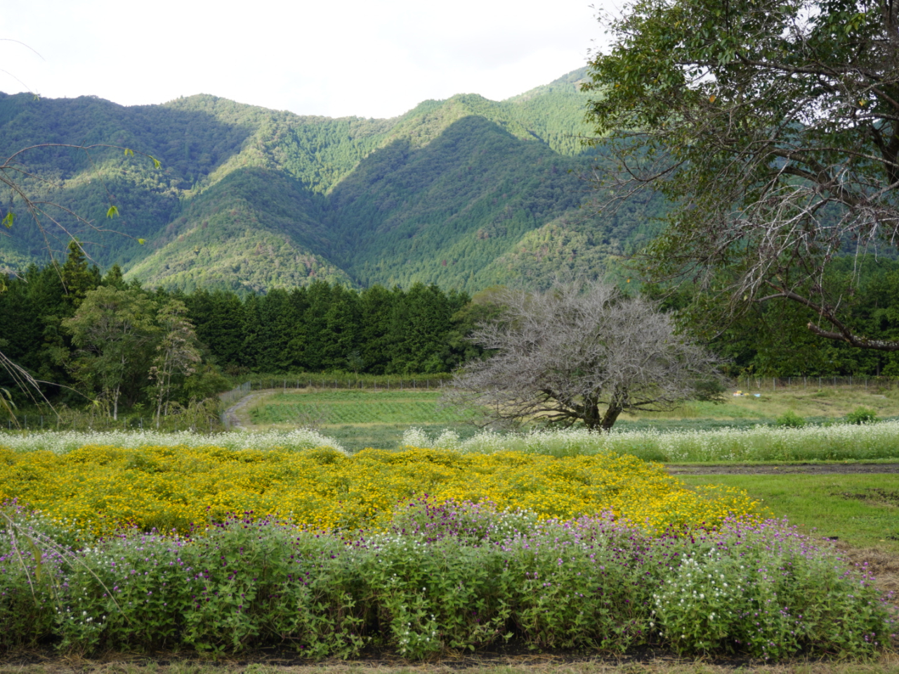 ₭̍͐FȉԁX炢Ă܂B