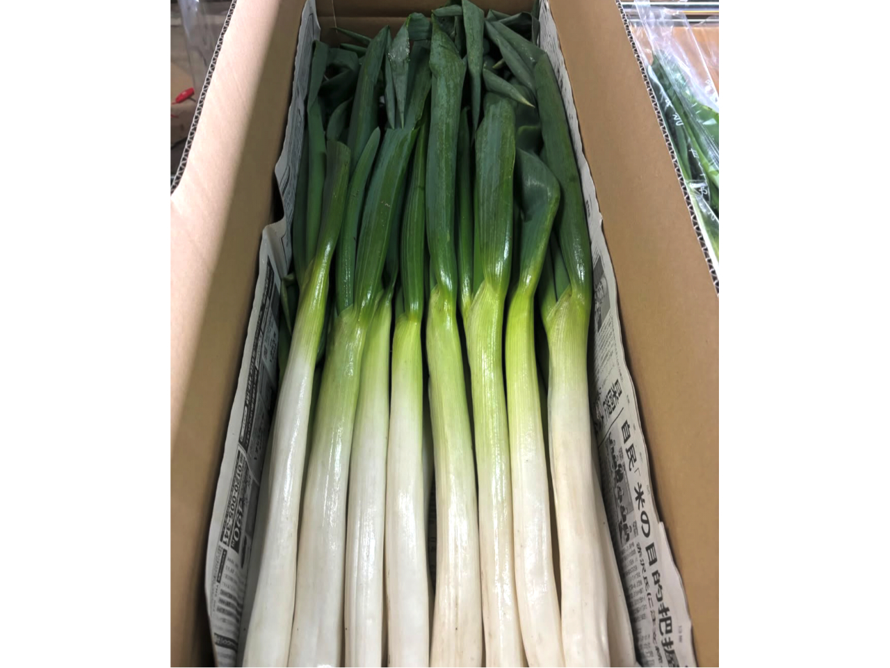 ���������A�����������S�Ĕ��������̂���Â˂��̓����ł��B