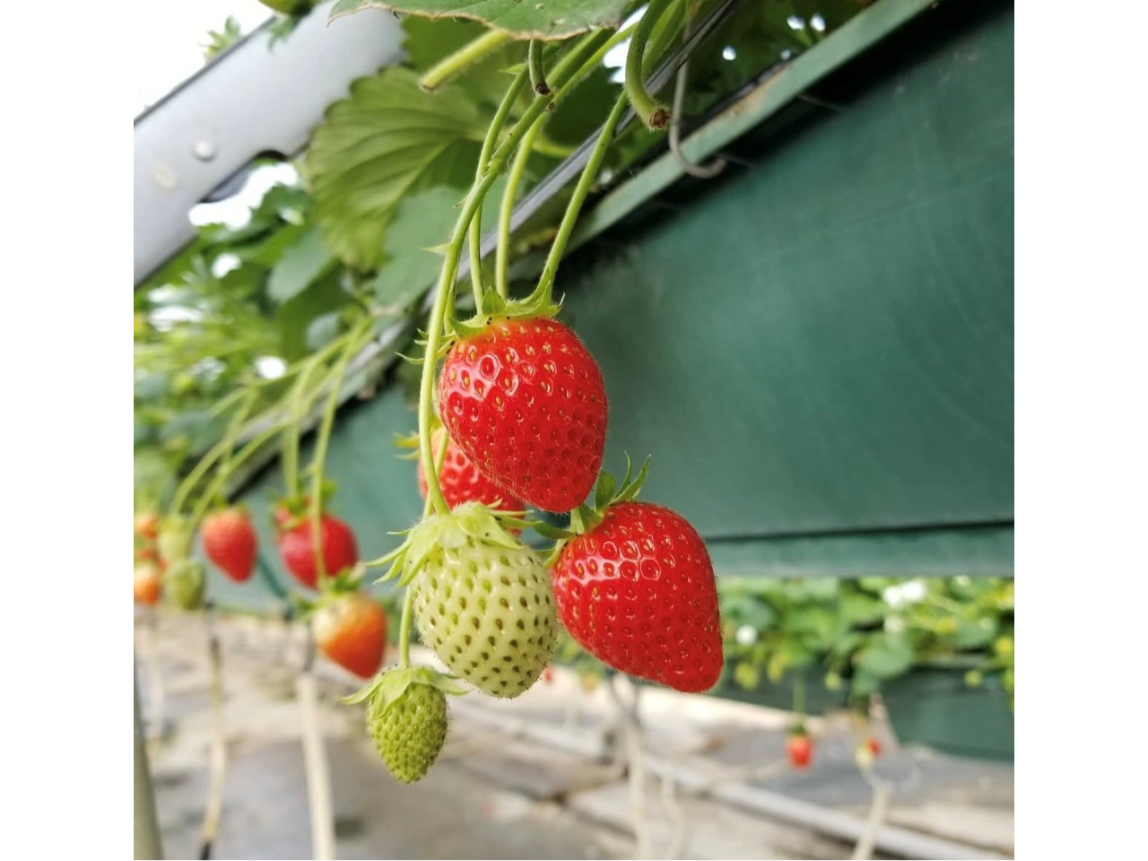 AȂ̂zS҂ɂĂ܂IciOOj