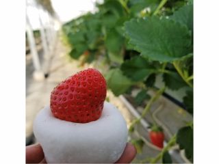 別プランでは、ご自身オリジナルのいちご大福をお作りいただけるプランも販売中!