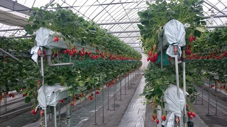 �L���ʘH�Ł@�ڂ̑O�ɐ^���ԂɎ������C�`�S�����Ȃ��� �������܂܂�������肪�y���߂܂�