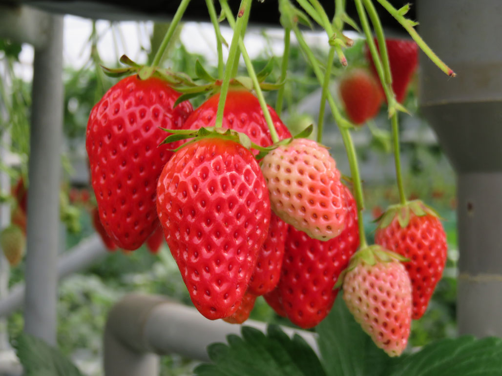 �����Ɂ@�������C�`�S