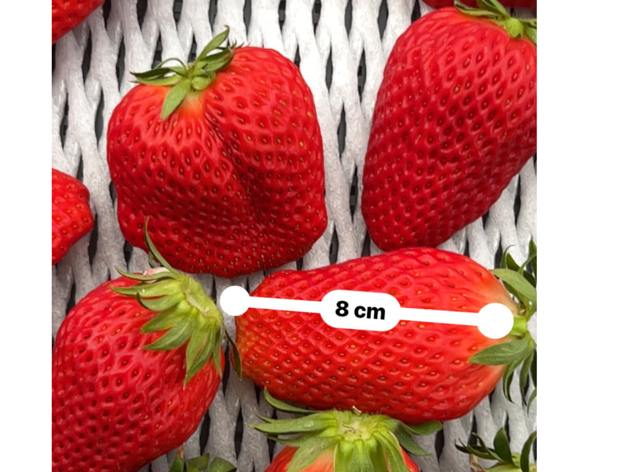 �傫�ȊÁ`���