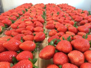 真っ赤なおいしいいちごを召し上がれ♪