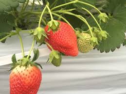 �������̍��ݍ͔|���c