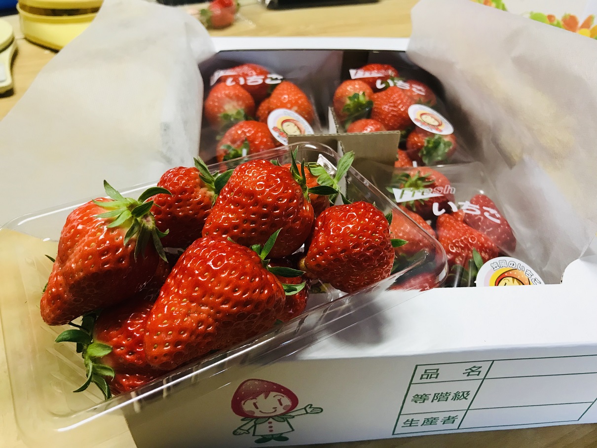 最大12品種いちご食べ放題！】☆美味しい笠岡の大粒苺☆いちご狩りで40