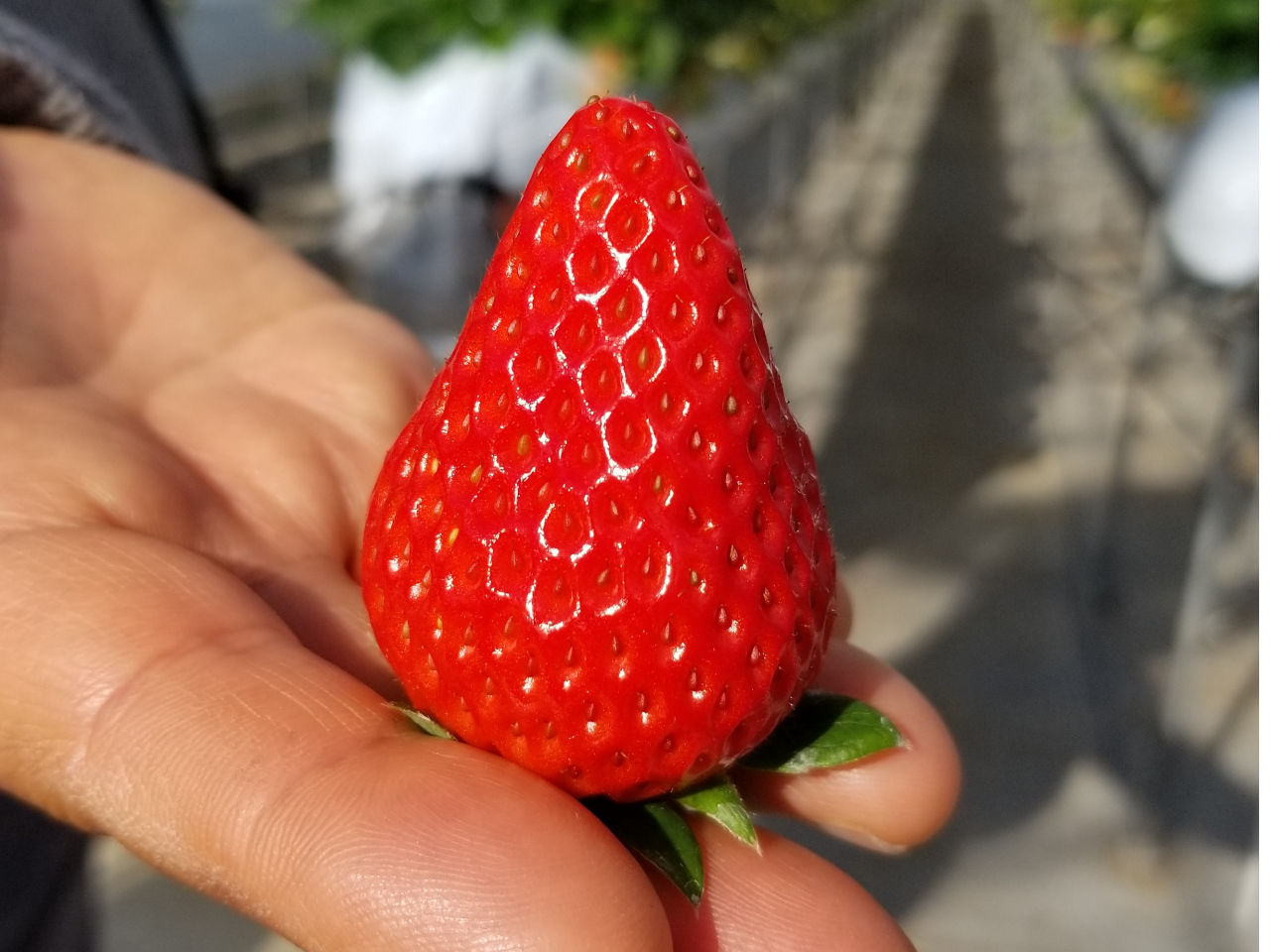 4種類のいちご食べ比べ 22年4月 5月 石巻で高級いちご食べ比べ体験 みずみずしく風味高いいちご４種を欲張っちゃおう コロナウイルス対策実施中 こばやし農園 じゃらん遊び体験