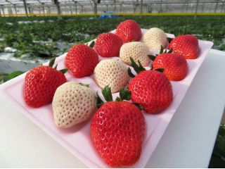 いろんな種類のいちごが味わえる★食べ比べセット!