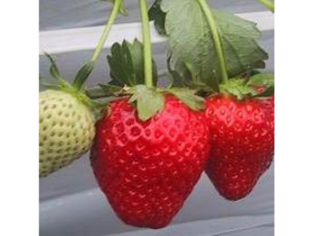 4 11 5 8 いちご狩り 4種類も食べ比べし放題 完全バリアフリー 低農薬 全天候型のハウスで安心 いちかわベリーハウス じゃらん遊び体験 4 11 5 8 いちご狩り 4種類も食べ比べし放題 完全バリアフリー 低農薬 全天候型のハウスで安心 いちかわベリーハウス じゃらん遊び体験