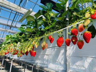 高設栽培だから立ちながらラクラクいちご狩り♪