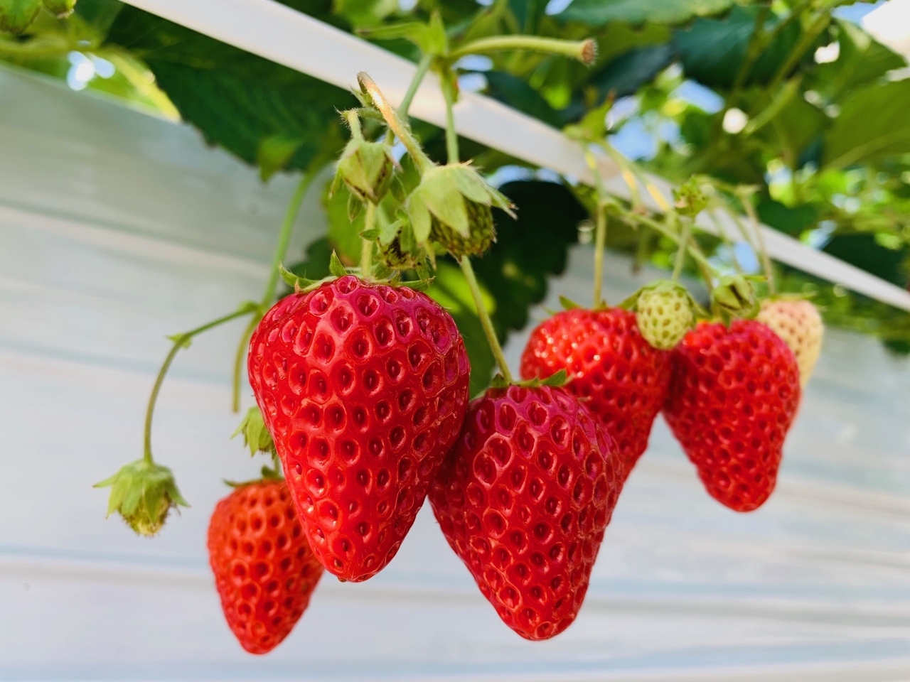 �W���[�V�[�Ȃ������������ς��I