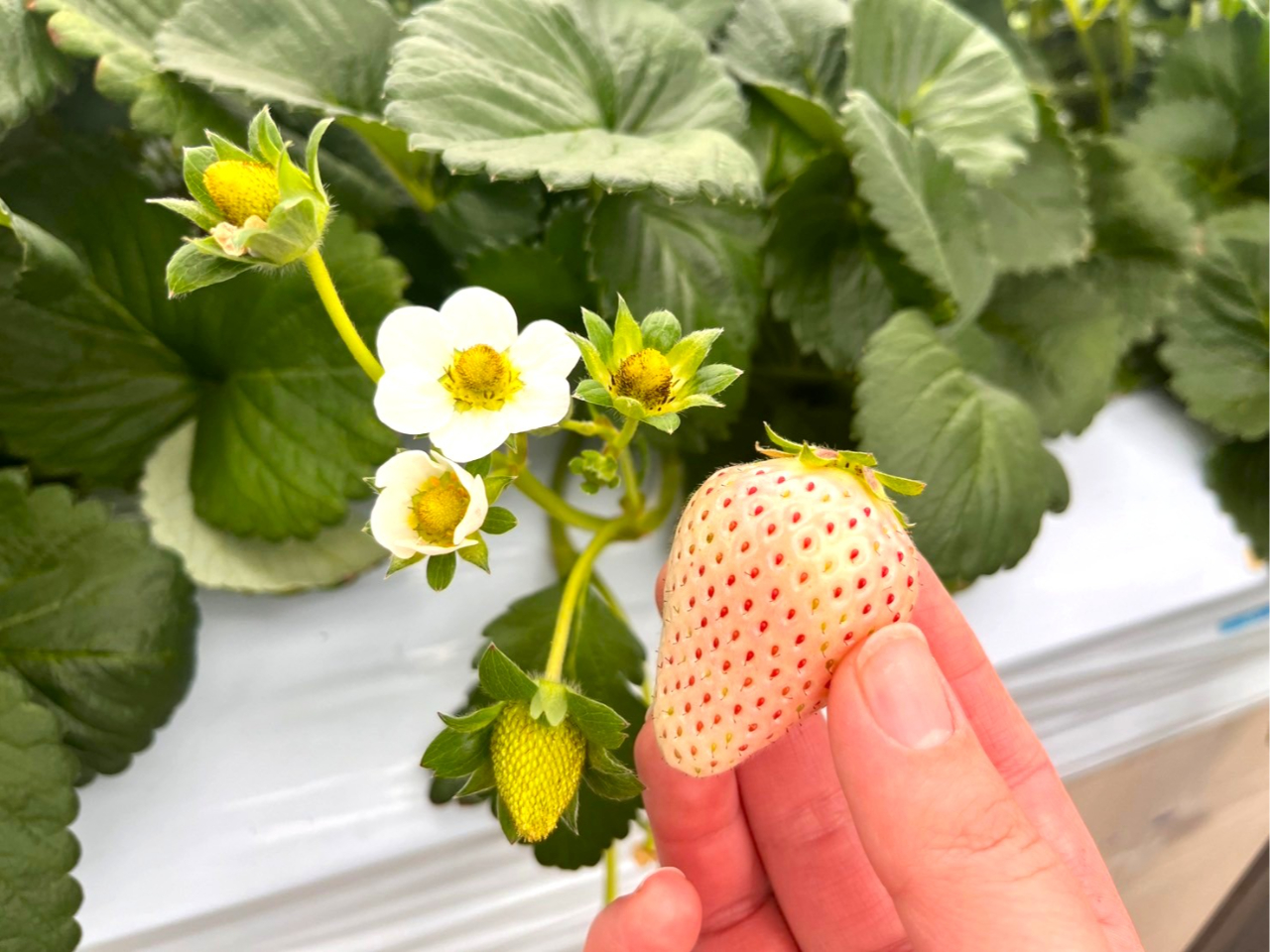 �i��u�W��(����䂫)�v�H�׍��̃T�C���́A�������̎킪�Ԃ��F�Â��Ă�����̂��B