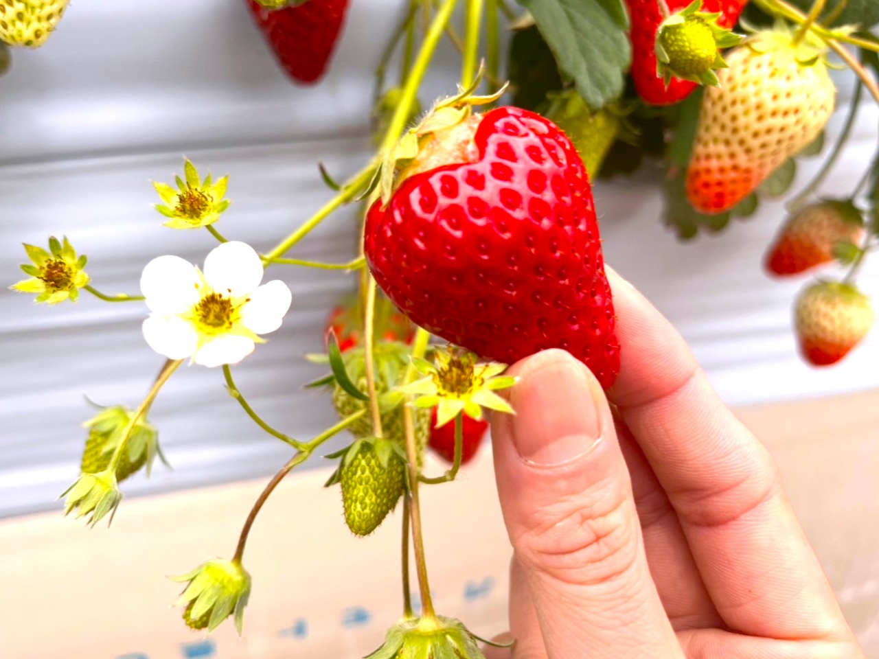 �n�[�g�^�̂������ɏo����烉�b�L�[�B