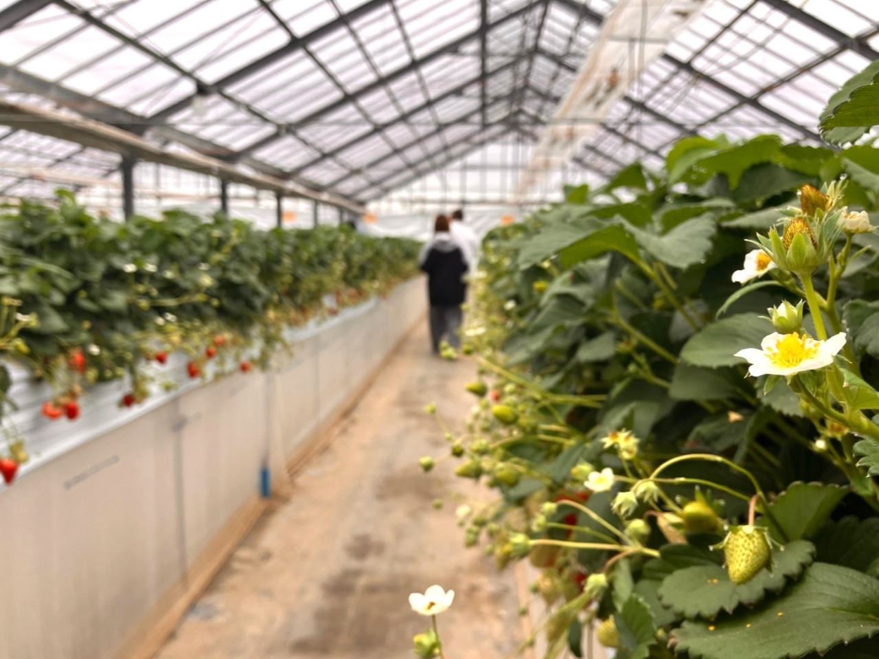 �n�E�X���̗l�q�R