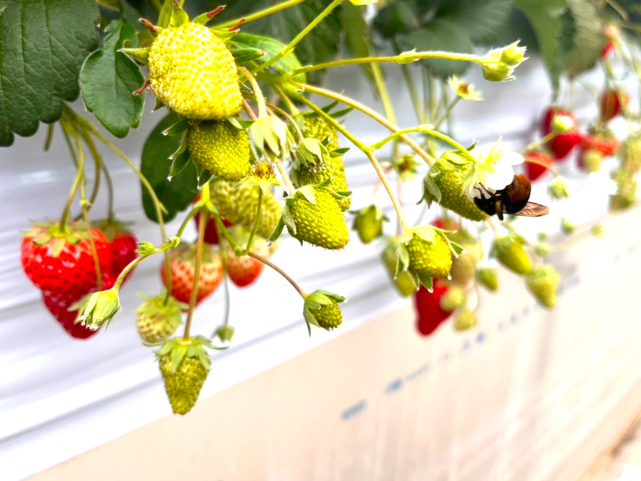 �󕲂̗l�q�B�}���n�i�o�`�����d�����B