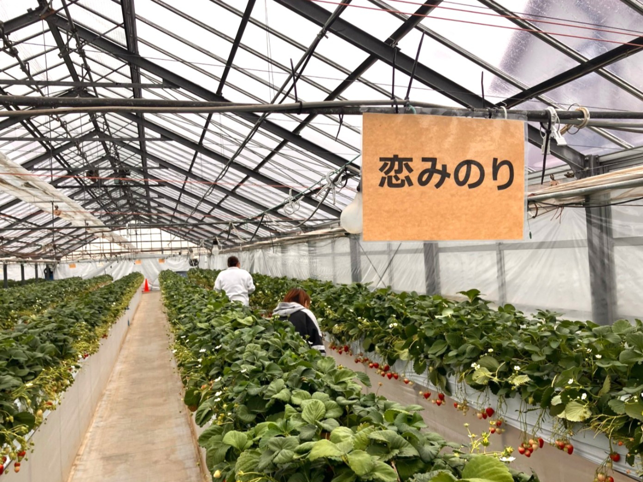 �n�E�X���̗l�q�P