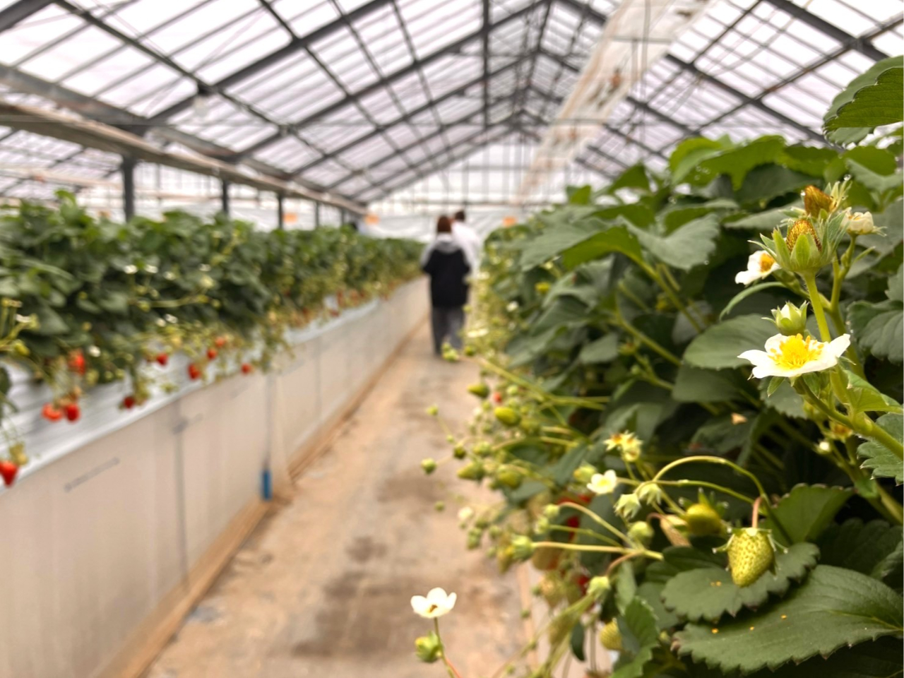 �n�E�X���̗l�q�R