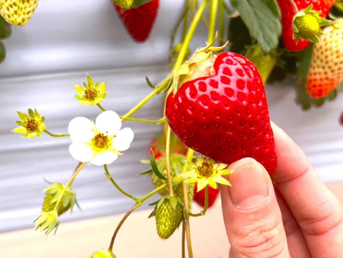 �n�[�g�^�̂������B