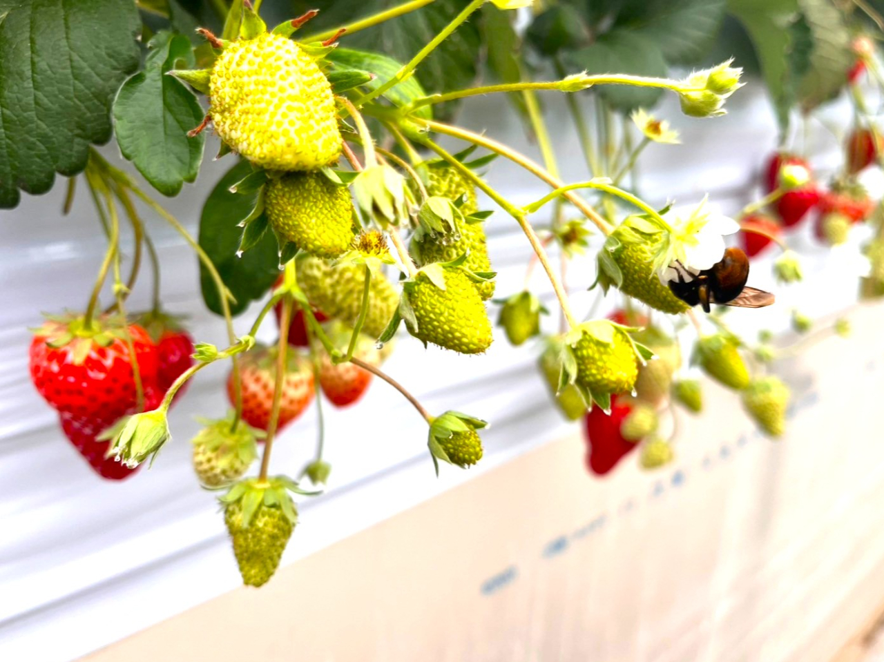 �󕲂̗l�q�B�}���n�i�o�`���󕲂̂��d�������Ă���܂��B