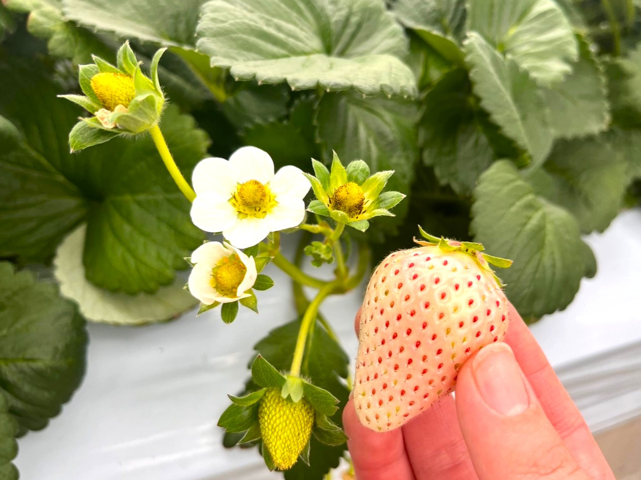 �󏭕i��̔��������̒��ԁu�W��v�H�׍��̃T�C���͗����Ԃ��Ȃ��Ă�����́B