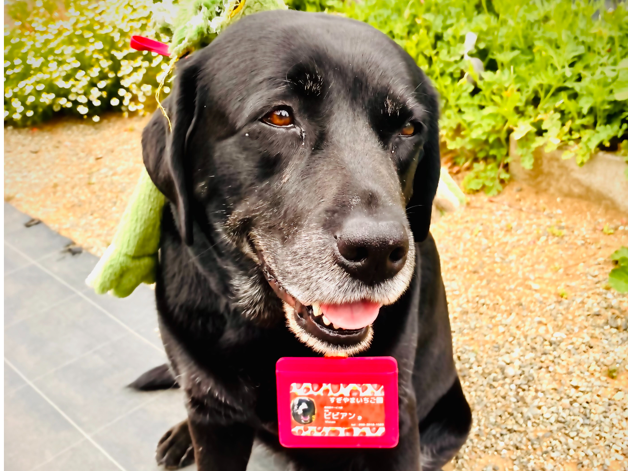 �Ŕ��𖱂߂�u�r�r�A���v