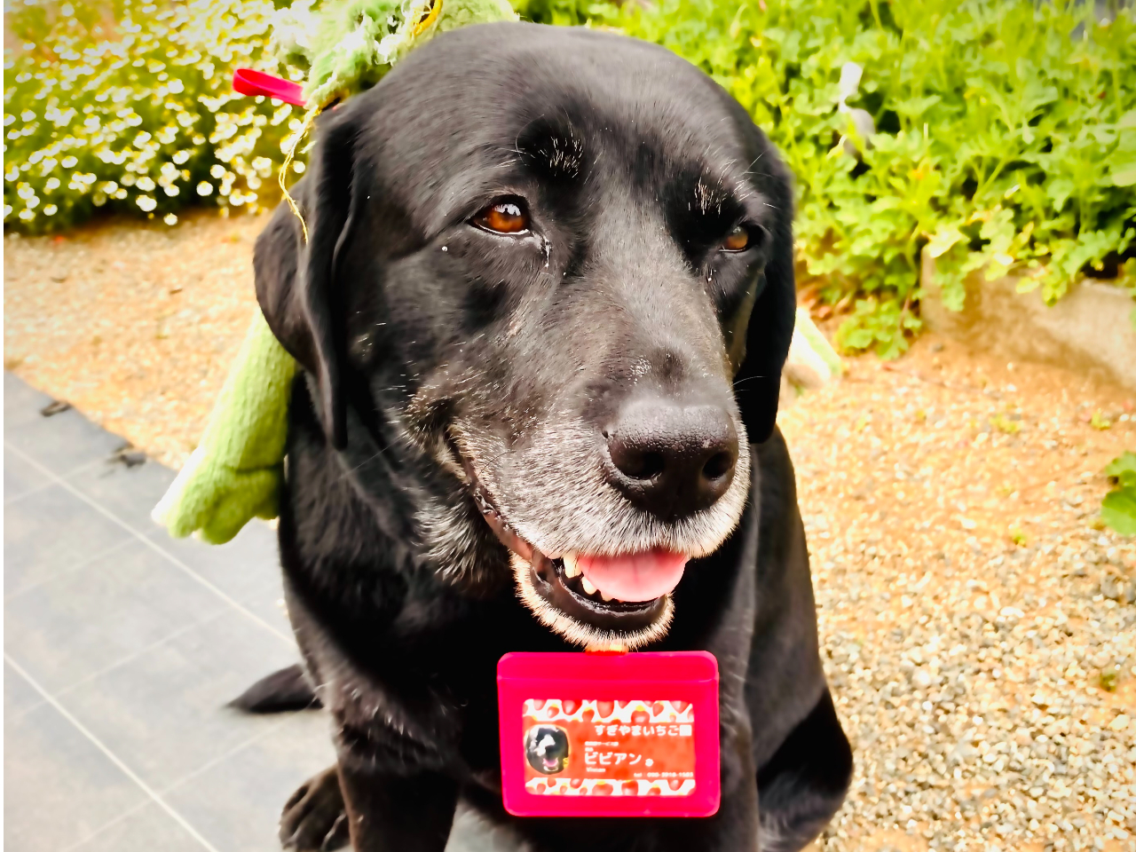 �Ŕ��𖱂߂�u�r�r�A���v