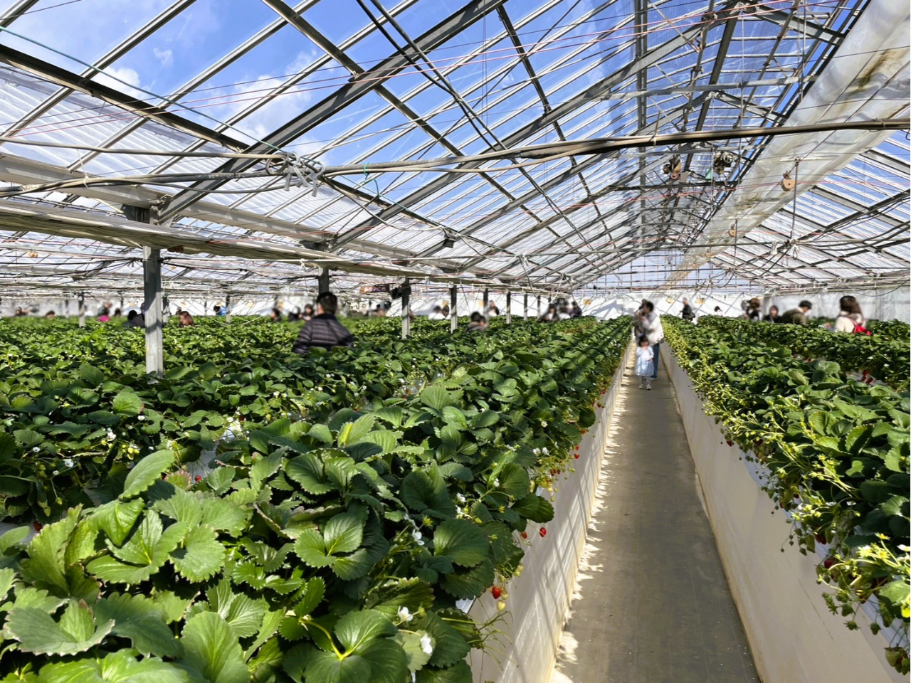 ���������̗l�q�Q