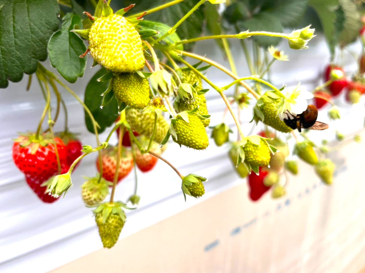 �}���n�i�o�`���󕲂̂��d�������Ă���܂��B