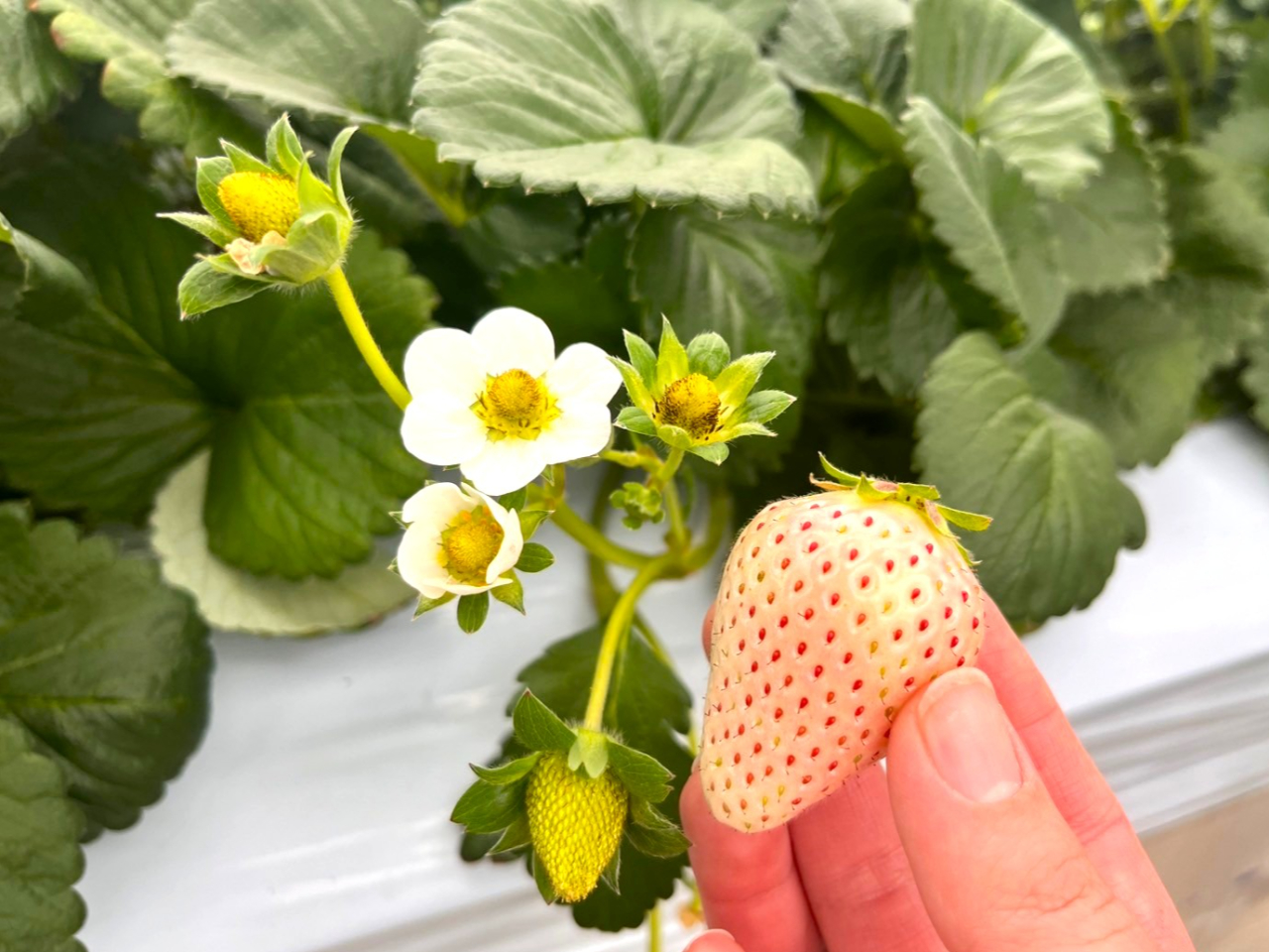 �󏭕i��̔��������̒��ԁu�W��v�H�׍��̃T�C���͗����Ԃ��Ȃ��Ă�����́B