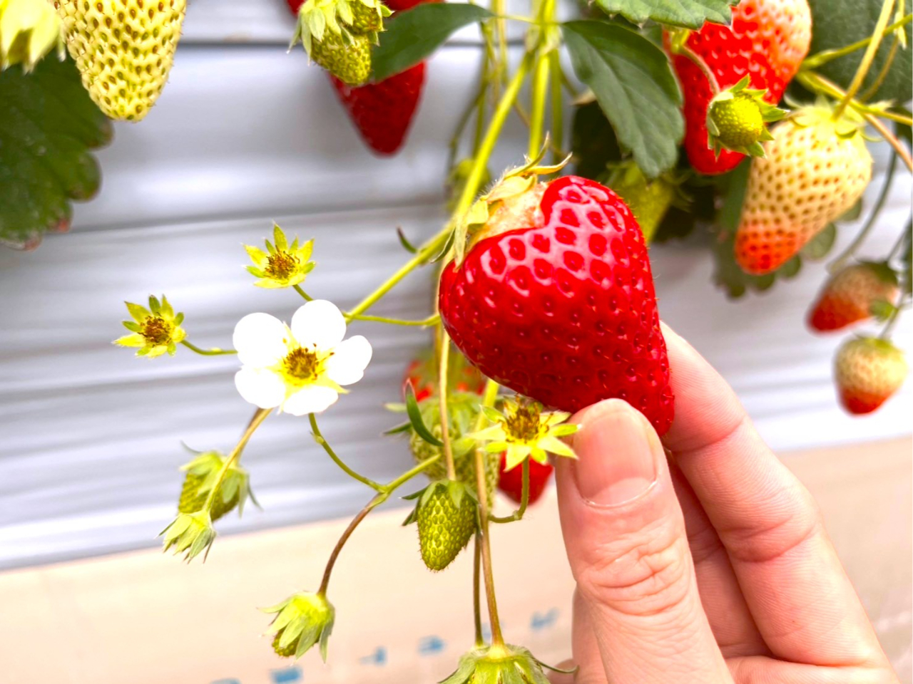 �n�[�g�^�̂�����