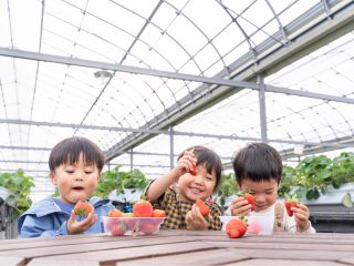 いちご狩り風景、テーブル、椅子