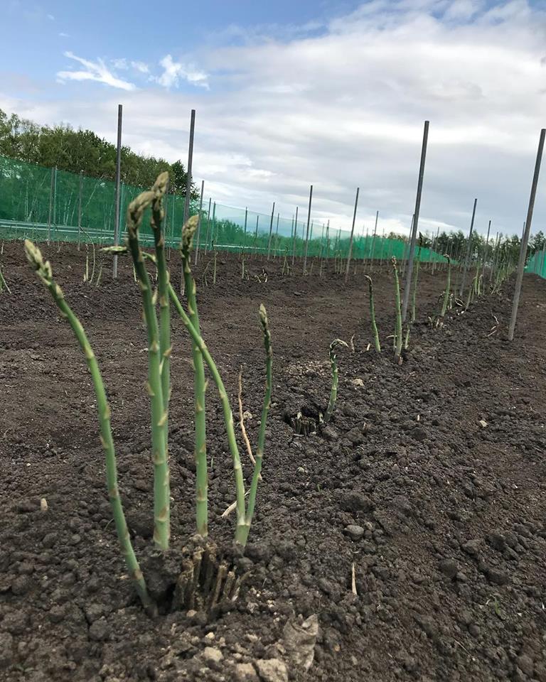 アスパラ収穫体験、ここだけのお楽しみです