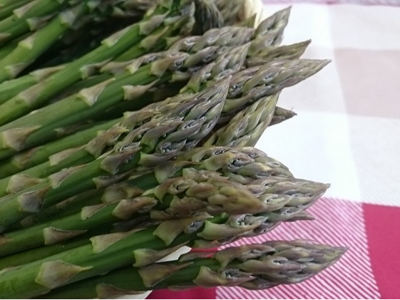 2026年開催!【アスパラガス収穫体験+トラクター運転体験+ランチ付!】十勝ガー...