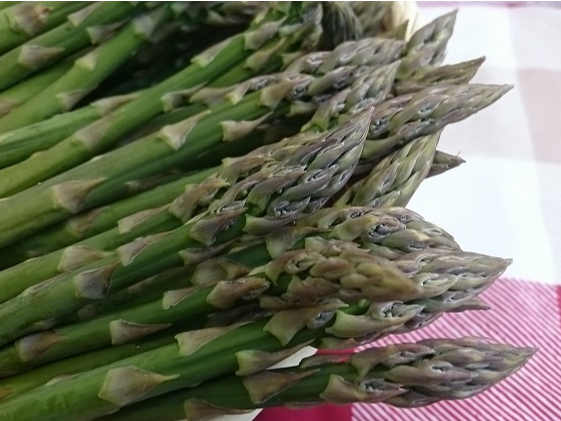 2026年開催!【アスパラガス収穫体験+トラクター乗車体験付】十勝ガールズ牧場で...