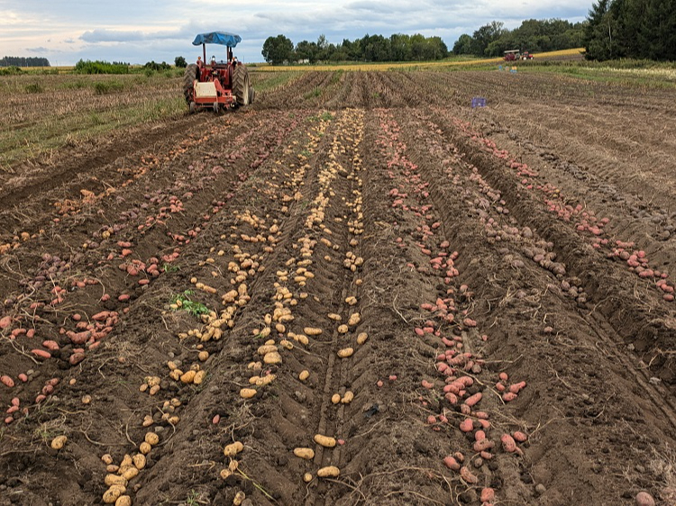 F̂Ⴊ́A@Ă݂Ă̂y݁I