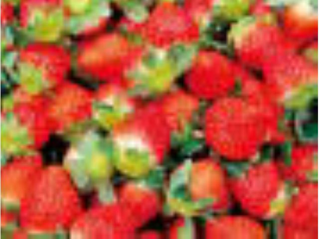 コロナ対策中 山口 田布施町 さちのか かおりの よつぼし のいちご狩り いちごの食べ比べができる ファミリーにおすすめ いちごらんど じゃらん遊び体験 コロナ対策中 山口 田布施町 さちのか かおりの よつぼし のいちご狩り いちごの食べ比べができる ファミリーにおすすめ いちごらんど じゃらん遊び体験