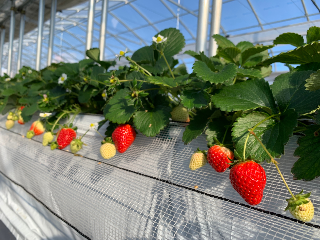≪千葉・木更津≫10品種前後のいちご食べ放題プラン♪【30分制】○車で海ほたるか...