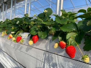 赤いいちごをたくさんご用意しております!食べ比べもできます♪