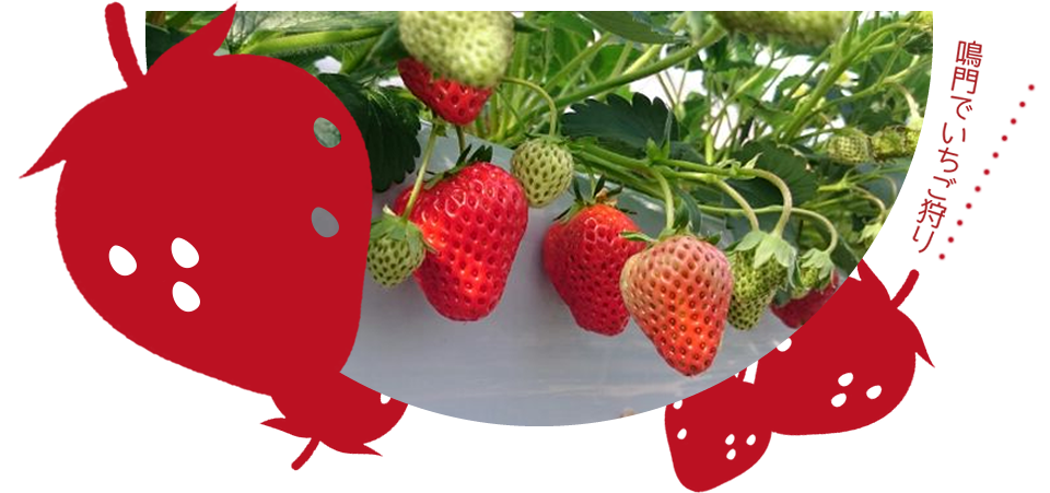 【徳島 いちご狩り】<<60分間食べ放題のいちご狩り♪>>【1/1スタート!】紅...