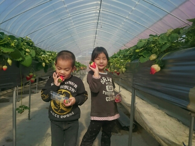 【徳島 いちご狩り】<<60分間食べ放題のいちご狩り♪>>【1/1スタート!】紅...