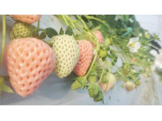 コロナ対策のため完全予約制!【●志布志発祥の幻の白いちご「淡雪」のいちご狩り K-GAP《特別栽培農産物》取得】期間限定!】【5種のいちごを摘み取り&食べ比べ】