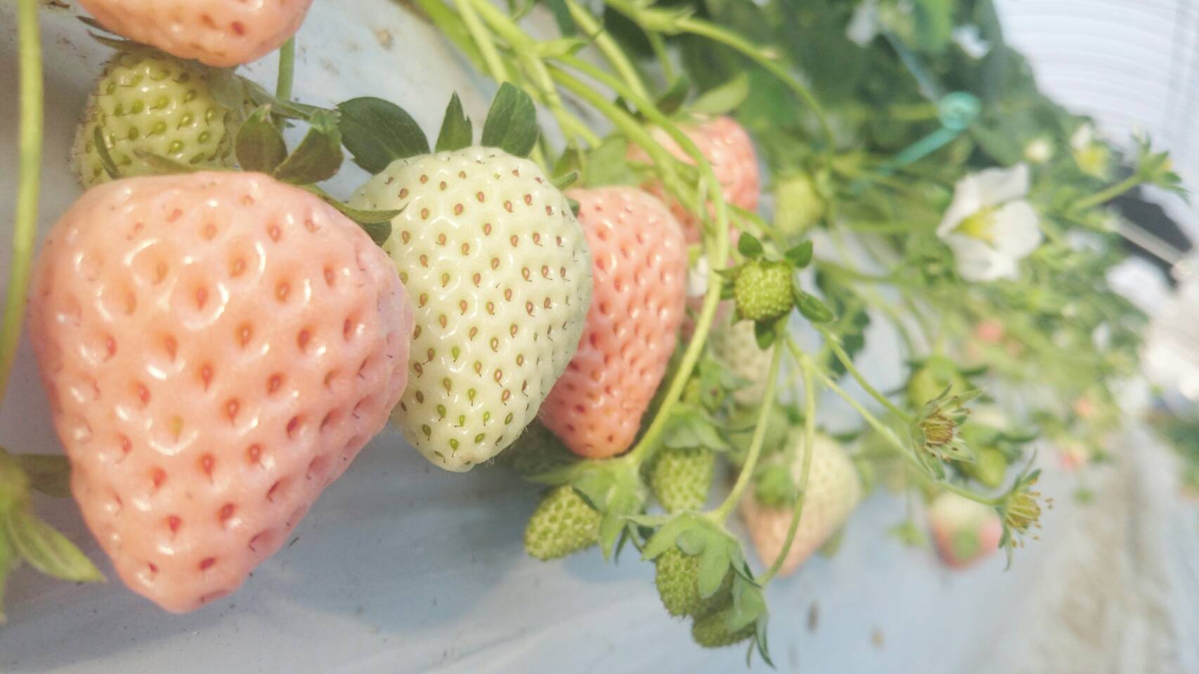 �u�z�u���ˁI���������̒W��