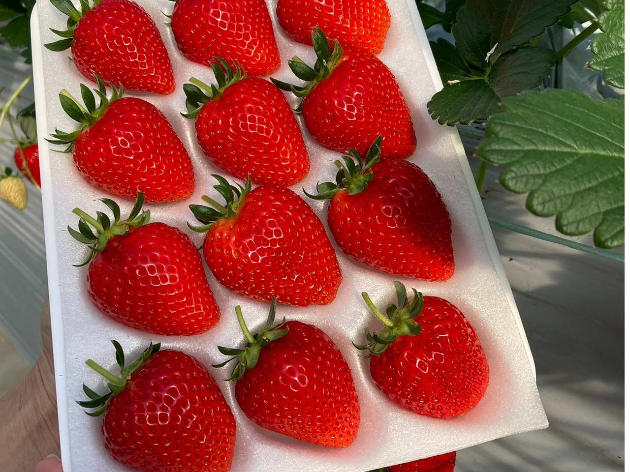 超特割！【愛知／日進／いちご狩り】〈2025/5/7～2025/5/31〉いちご